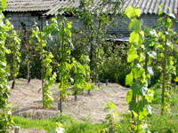 Посадки винограда этого года саженцами разных сроков приобретения